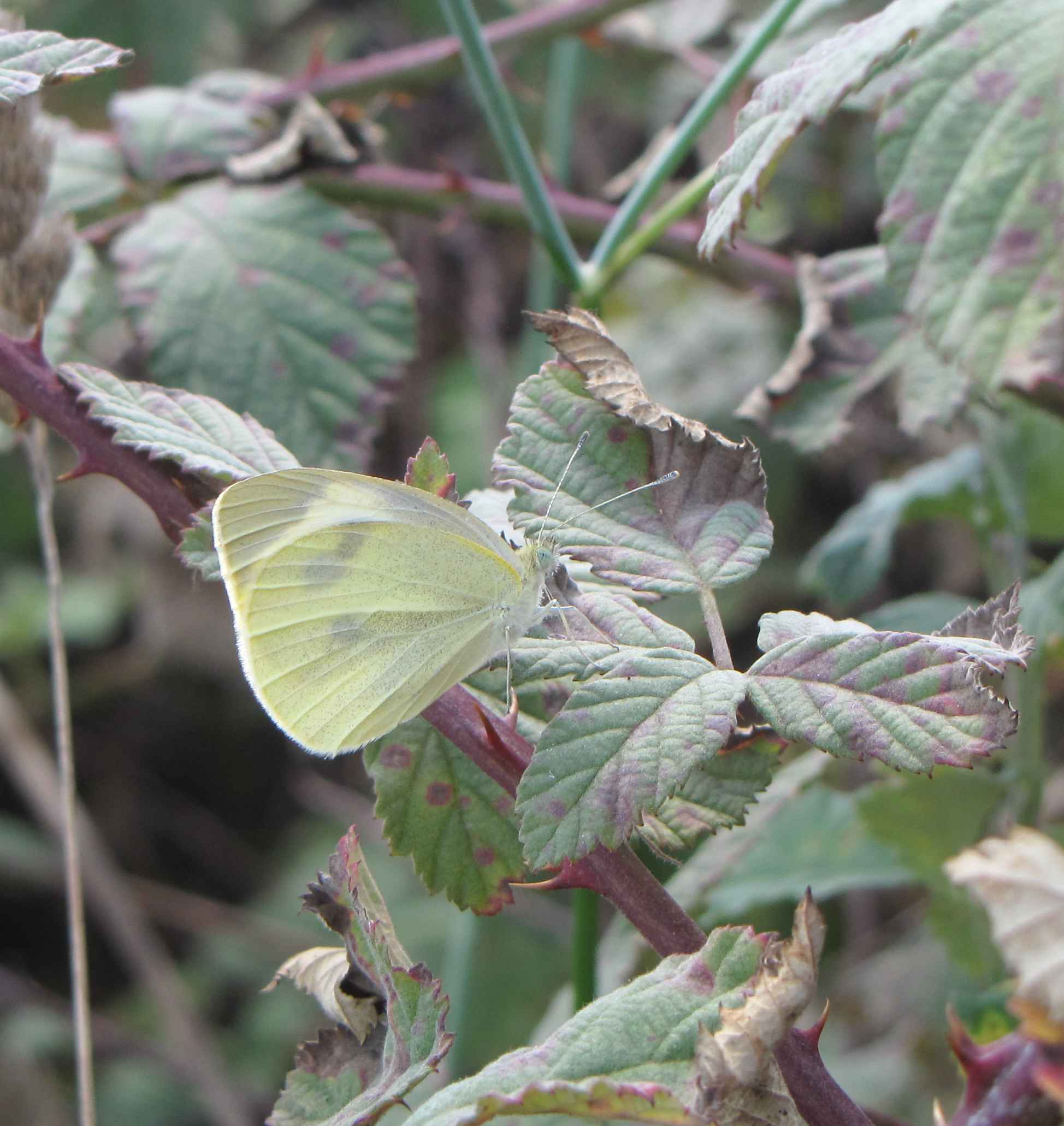 pieris napi?